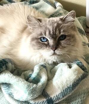 Ragdoll Cats Available for Adoption in Valparaiso, Indiana - GRETA | PetCurious