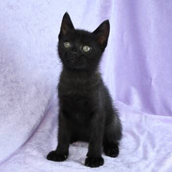 Rescue Domestic Short Hair Cats for Adoption in Mobile, Alabama - Wilder | PetCurious