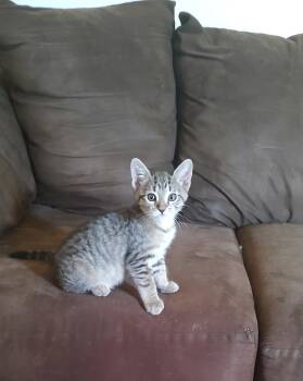 Rescue Domestic Short Hair Cats for Adoption in Haines City, Florida - Hope | PetCurious