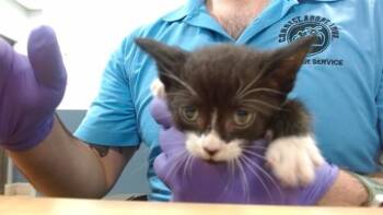 GREGORY -  Domestic Short Hair Cat for Adoption in Doral, Florida - GREGORY | PetCurious