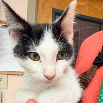 Brew -  Domestic Short Hair Cat for Adoption in Columbus, Georgia - Brew | PetCurious
