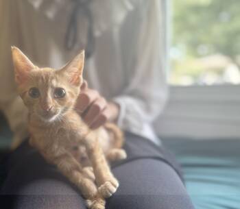 Rescue Domestic Short Hair Cats for Adoption in Gradyville, Kentucky - Lucky | PetCurious