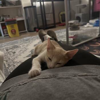 Kinger -  Domestic Short Hair Cat for Adoption in Walker, Michigan - Kinger | PetCurious