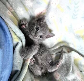 Jefferson -  Domestic Short Hair and Russian Blue Cat for Adoption in Greensboro, North Carolina - Jefferson | PetCurious