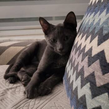 Domestic Short Hair Cats Available for Adoption - Bridget | PetCurious