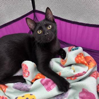 Gomez -  Domestic Short Hair Cat for Adoption in Gibsonia, Pennsylvania - Gomez | PetCurious