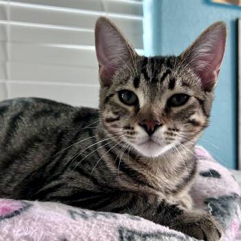 Maco -  Tabby Cat for Adoption in Greenfield, California - Maco | PetCurious