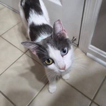 Charlotte -  Domestic Short Hair Cat for Adoption in Reisterstown, Maryland - Charlotte | PetCurious