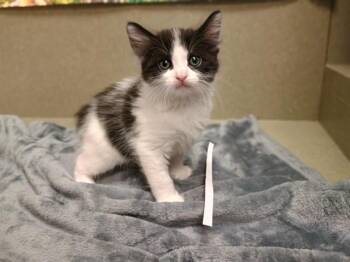 Domestic Short Hair Cats Available for Adoption in Moreno Valley, California - A550820 | PetCurious
