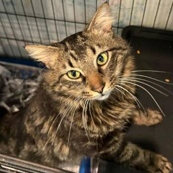 Domestic Long Hair Cats Available for Adoption in Washington, District Of Columbia - Maine | PetCurious