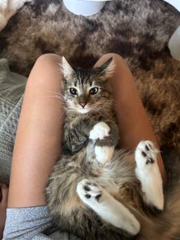 Rumi -  Domestic Medium Hair Cat for Adoption in Oceanside, California - Rumi | PetCurious