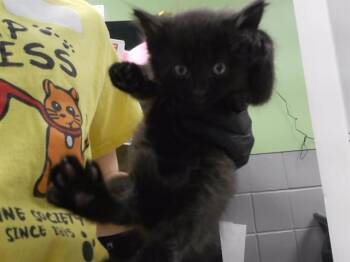 CRUNCHWRAP SUPREME -  Domestic Short Hair Cat for Adoption in Omaha, Nebraska - CRUNCHWRAP SUPREME | PetCurious