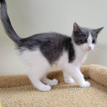 Domestic Short Hair Cats Available for Adoption in Mazon, Illinois - Cricket | PetCurious