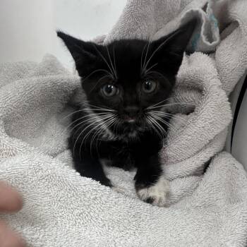 Alfie -  Domestic Short Hair Cat for Adoption in Columbus, Georgia - Alfie | PetCurious