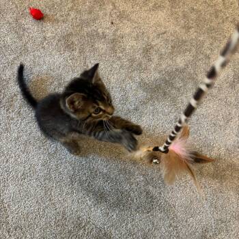 Bootsie in Cockeysville, MD -  Domestic Short Hair Cat for Adoption - Bootsie In Cockeysville, MD | PetCurious