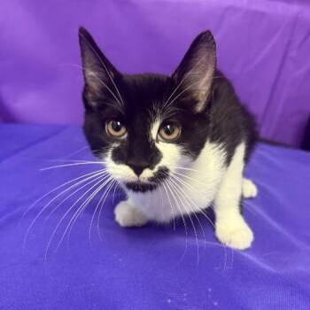 Ivar -  Domestic Medium Hair Cat for Adoption in North Myrtle Beach, South Carolina - Ivar | PetCurious