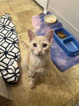 Oyster -  Domestic Short Hair Cat for Adoption in Fort Collins, Colorado - Oyster | PetCurious