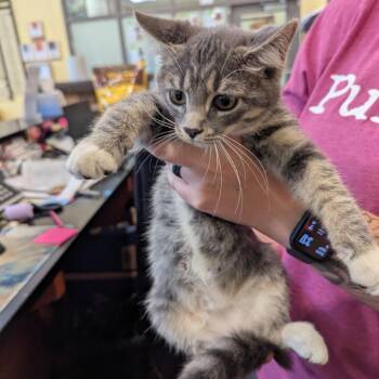 Wawa -  Domestic Short Hair Cat for Adoption in Lynchburg, Virginia - Wawa | PetCurious