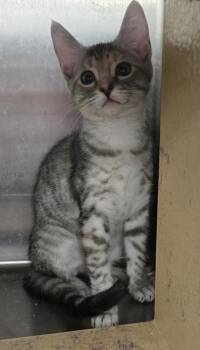 OCTAVIA -  Domestic Short Hair Cat for Adoption in Broomfield, Colorado - OCTAVIA | PetCurious