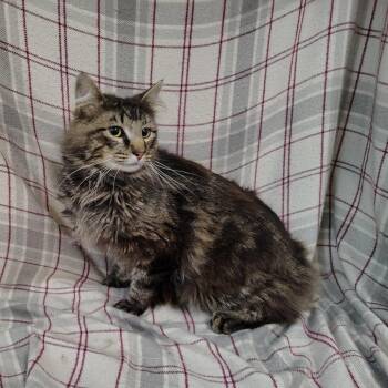 Aslan -  Domestic Long Hair Cat for Adoption in Coos Bay, Oregon - Aslan | PetCurious