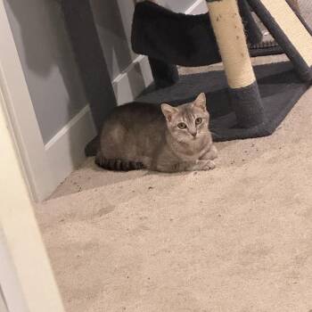 Maple -  Domestic Short Hair Cat for Adoption in Ruther Glen, Virginia - Maple | PetCurious