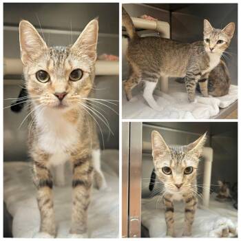 Vesper -  Domestic Short Hair Cat for Adoption in New York, New York - Vesper | PetCurious
