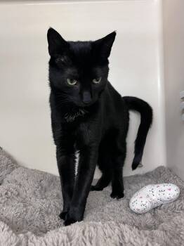 Rayven RM -  Domestic Short Hair Cat for Adoption in Rockaway, New Jersey - Rayven RM | PetCurious