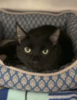 Shadow -  Domestic Short Hair Cat for Adoption in Bemidji, Minnesota - Shadow | PetCurious