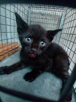 Rescue Domestic Short Hair Cats for Adoption in Fort Lauderdale, Florida - SQUID | PetCurious