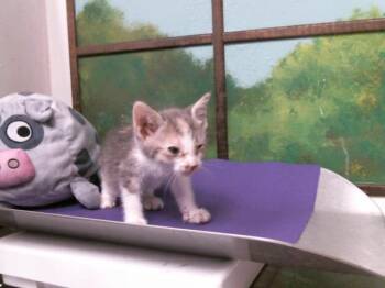 Domestic Short Hair Cats Available for Adoption in Houston, Texas - KAIA | PetCurious