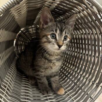 Rescue Domestic Short Hair Cats for Adoption in Jupiter, Florida - Sabrina | PetCurious