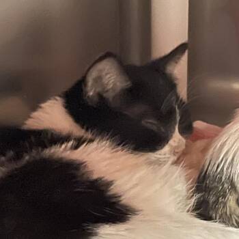 Domestic Short Hair Cats Available for Adoption - Peach Dust | PetCurious