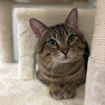 Os -  Domestic Short Hair Cat for Adoption in Enfield, New Hampshire - Os | PetCurious