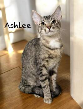 Domestic Medium Hair Cats Available for Adoption - Ashlee | PetCurious