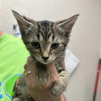 Trash Bins Out -  Domestic Short Hair Cat for Adoption in Morganton, North Carolina - Trash Bins Out | PetCurious