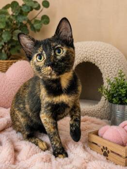 Millie -  Domestic Short Hair Cat for Adoption in Colorado Springs, Colorado - Millie | PetCurious
