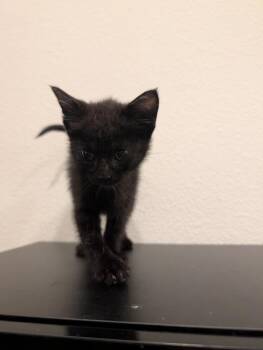 Philly Cheesesteak -  Domestic Short Hair Cat for Adoption in North Richland Hills, Texas - Philly Cheesesteak | PetCurious