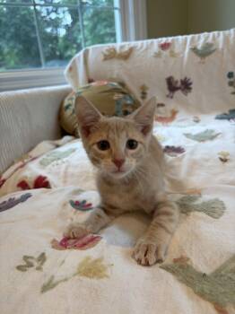 Louie -  Domestic Short Hair Cat for Adoption in Rootstown, Ohio - Louie | PetCurious