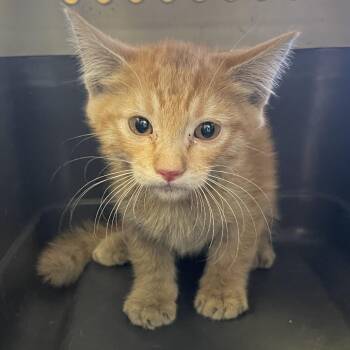 Pepper -  Domestic Medium Hair Cat for Adoption in Las Vegas, Nevada - Pepper | PetCurious