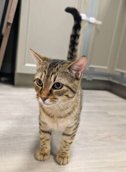 Domestic Short Hair Cats Available for Adoption - Mahi  | PetCurious
