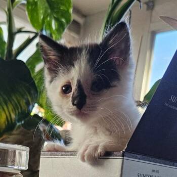 THEO -  Domestic Short Hair Cat for Adoption in San Jose, California - THEO | PetCurious