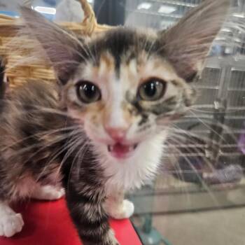 Meowshmellow -  Domestic Short Hair Cat for Adoption in Grantsville, Utah - Meowshmellow | PetCurious