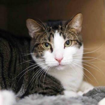 Grizzly -  Domestic Short Hair Cat for Adoption in Atlanta, Georgia - Grizzly | PetCurious