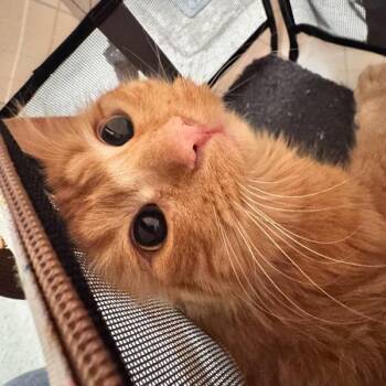 Domestic Long Hair Cats Available for Adoption - Dandelion | PetCurious