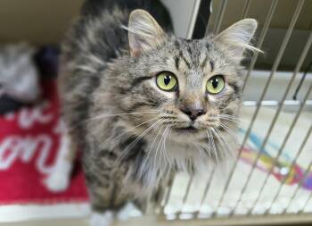 Domestic Long Hair Cats Available for Adoption in New Castle, Pennsylvania - Henry | PetCurious