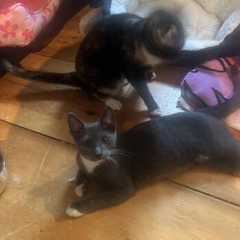 Scoop -  Domestic Short Hair Cat for Adoption in Syracuse, New York - Scoop | PetCurious