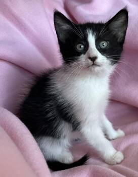 Upton -  Domestic Short Hair Cat for Adoption in Hood River, Oregon - Upton | PetCurious