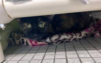 Harmony -  Domestic Short Hair Cat for Adoption in Bellevue, Washington - Harmony | PetCurious