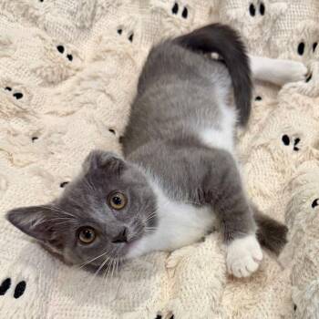 Cricket -  Domestic Short Hair Cat for Adoption in Evansville, Indiana - Cricket | PetCurious