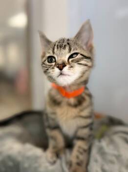 CHUBBS -  Domestic Short Hair Cat for Adoption in Algona, Iowa - CHUBBS | PetCurious